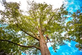 Trusted Berlin, NH  Tree Services Experts